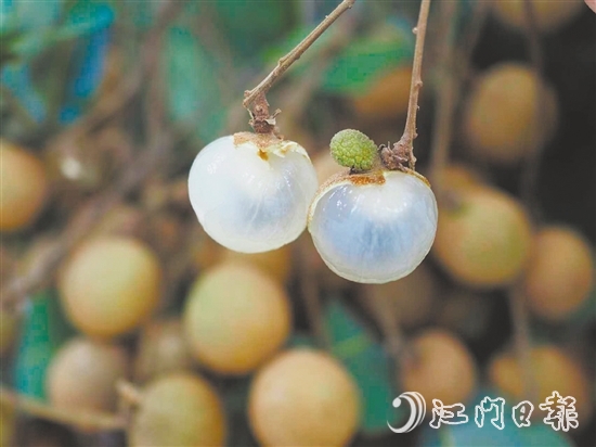 云鄉(xiāng)儲良龍眼有著果大肉厚、清甜爽脆的特點。