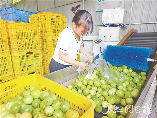 黃劍梅正在挑選百香果。