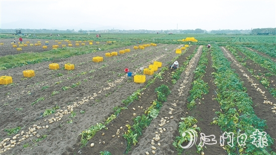 恩平是廣東省內(nèi)一流的馬鈴薯生產(chǎn)基地，“土豆米”項(xiàng)目的落地，將顯著提升恩平馬鈴薯的附加值，完善產(chǎn)業(yè)鏈條，推動(dòng)產(chǎn)業(yè)升級(jí)。