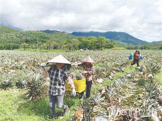 隨著金鉆鳳梨等農(nóng)產(chǎn)品走俏市場(chǎng)，農(nóng)業(yè)產(chǎn)業(yè)鏈條加速延伸，“那吉優(yōu)品”的知名度不斷攀升。