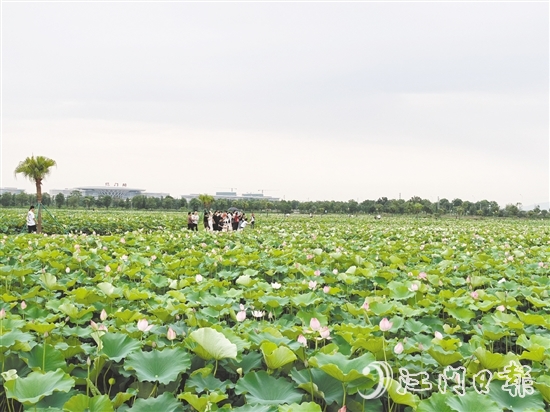 每到盛夏，梅江農(nóng)業(yè)生態(tài)園荷花準(zhǔn)時(shí)綻放，吸引游人打卡。