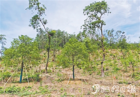 今年年初在圭峰山種下的樹(shù)苗，現(xiàn)在正茁壯成長(zhǎng)。