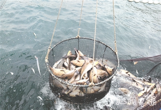 今年年初，“臺(tái)山1號(hào)”喜迎豐收季，首批鮸魚鮮美上市。