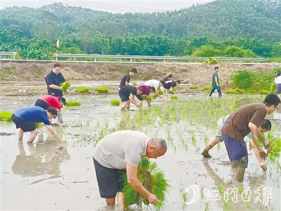 鶴城鎮(zhèn)的20余名鎮(zhèn)、村干部卷起褲腿、赤腳踩進(jìn)泥濘的水田，與當(dāng)?shù)剞r(nóng)戶一起開展插秧作業(yè)，助力秋耕生產(chǎn)。