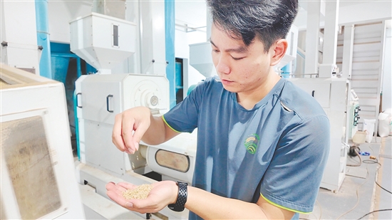 企業(yè)引入先進(jìn)設(shè)備加工生產(chǎn)大米。