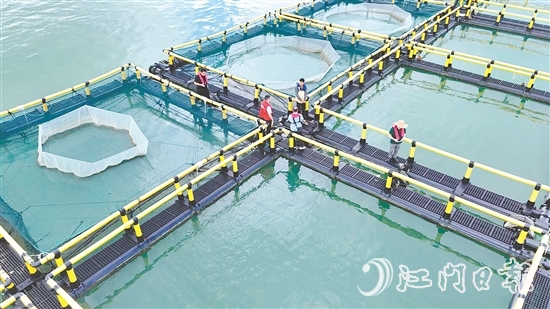 臺風到來前，江門人保財險理賠人員奔赴川島沿岸海洋牧場，勘察安全隱患。