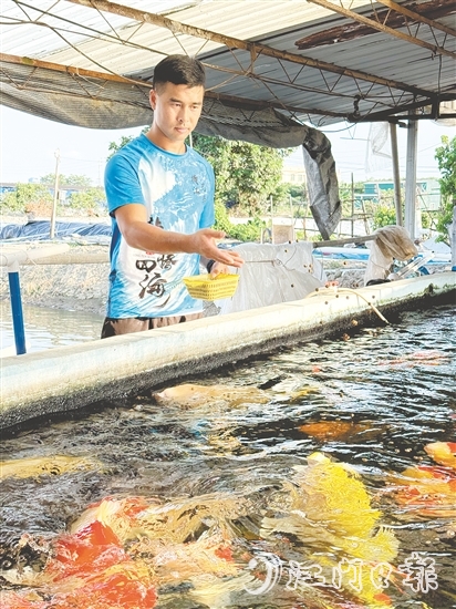 伍健強引入錦鯉等高附加值品種，讓傳統(tǒng)的水產(chǎn)養(yǎng)殖煥發(fā)出新生機。