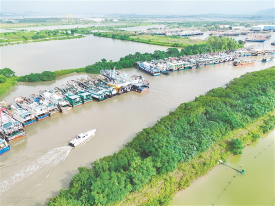 昨天，臺山市橫山漁港停滿了回港避風(fēng)的漁船。
