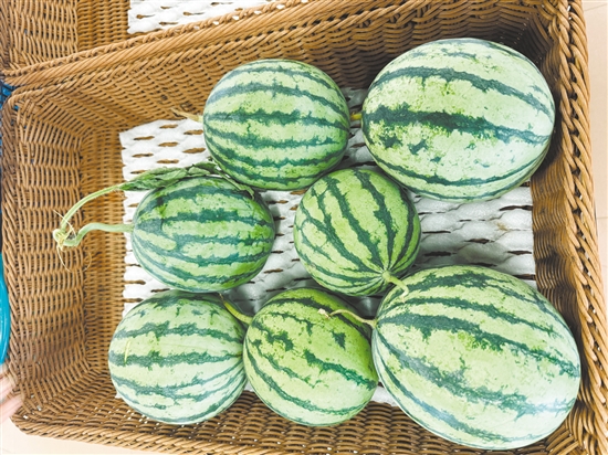 厚承陳皮文化生態(tài)園內(nèi)，西瓜等成熟作物已經(jīng)被摘下來(lái)。