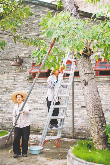 赤坎華僑古鎮(zhèn)積極部署，對(duì)園區(qū)內(nèi)的大量文物古跡和古樹(shù)進(jìn)行加固。景區(qū)供圖