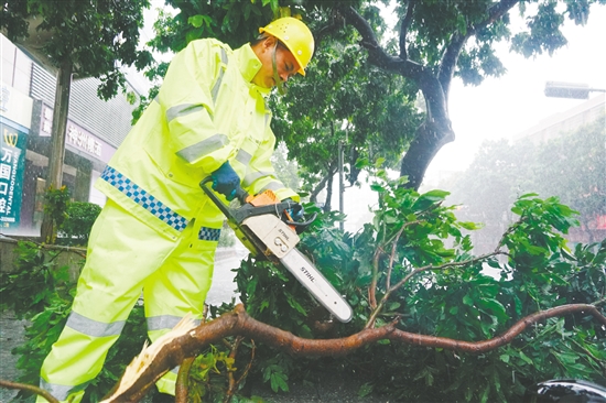 昨日，蓬江區(qū)中遠(yuǎn)大廈附近，城管部門搶險(xiǎn)隊(duì)伍利用油鋸分割被風(fēng)吹斷的樹枝，快速消除安全隱患。