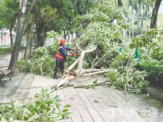發(fā)現(xiàn)樹木折枝、倒伏后，城管工作人員緊急開展樹木排險(xiǎn)排障工作，全力消除險(xiǎn)情，保障道路通行安全。