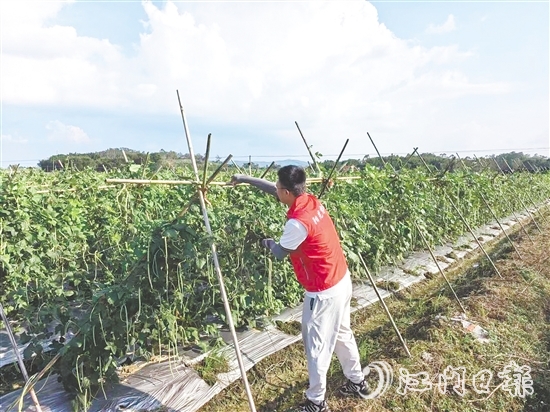 江門陽光農(nóng)險(xiǎn)工作人員指導(dǎo)農(nóng)戶做好田間排水、加固農(nóng)業(yè)設(shè)施等準(zhǔn)備。