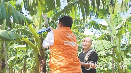 平安產(chǎn)險(xiǎn)江門中支農(nóng)險(xiǎn)專員手把手指導(dǎo)農(nóng)戶加固蕉棚。