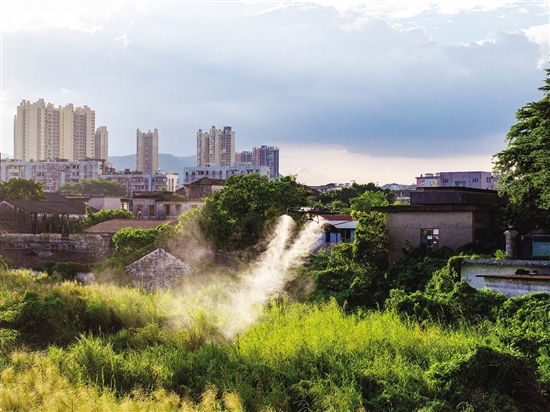 江海區(qū)動(dòng)用農(nóng)用植保無(wú)人機(jī)，高效開展蚊蟲消殺。