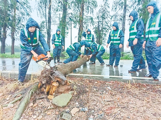 臺山民兵沉著應(yīng)對臺風(fēng)帶來的挑戰(zhàn)，全力投入風(fēng)后路面清理排查工作。