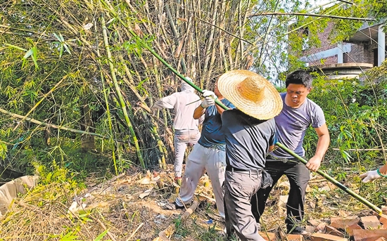 村民義工隊(duì)到藍(lán)田村小組清理竹林，為建設(shè)環(huán)村路騰出位置。