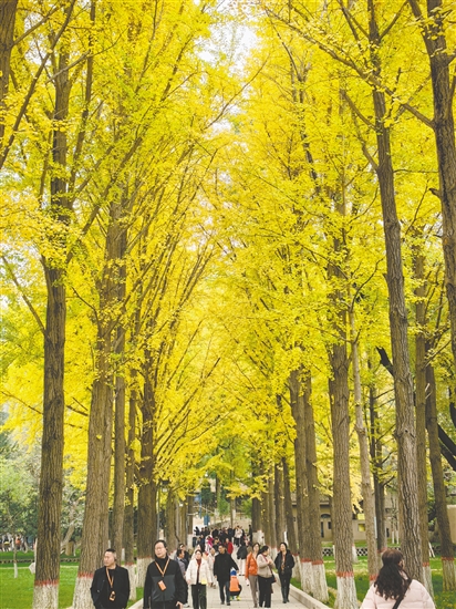 江門春秋國(guó)旅帶團(tuán)友到額濟(jì)納旗賞秋色。