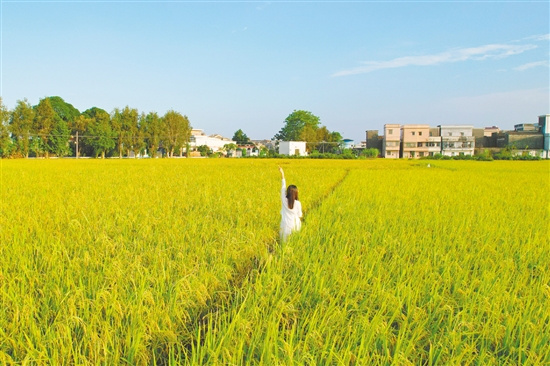 江門鄉(xiāng)村稻田鋪成金色畫卷，吸引不少游客打卡。