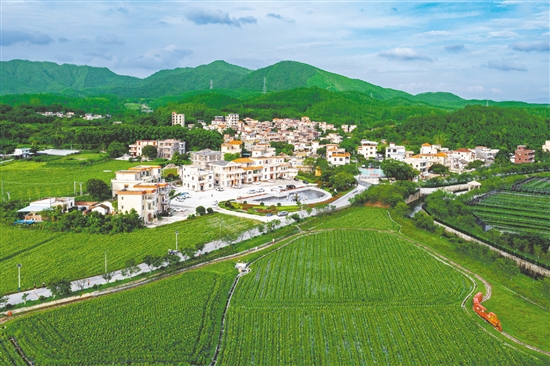 城西村是江門市重點(diǎn)支持建設(shè)的110個綠美鄉(xiāng)村示范村之一，2024年入選廣東省“百千萬工程”第二批典型村培育名單。