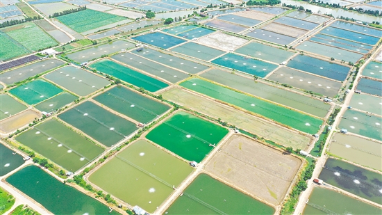 2024年大鰲鎮(zhèn)水產(chǎn)養(yǎng)殖面積約3萬畝，鮮蝦年產(chǎn)量達3萬噸，全產(chǎn)業(yè)鏈產(chǎn)值近30億元。圖為連片蝦塘。