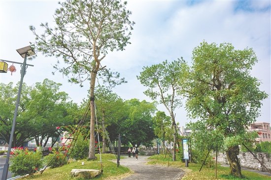 三棵松公園環(huán)境優(yōu)美，成為村民休閑的好去處。