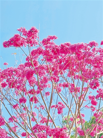 紫花風(fēng)鈴木綻放。