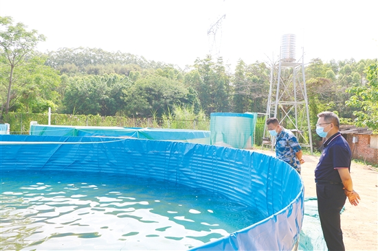 高密度養(yǎng)殖基地建成后，松崗村草魚養(yǎng)殖實(shí)現(xiàn)了自繁自育。圖為鶴山市人武部調(diào)研組在養(yǎng)殖池旁觀察育苗狀態(tài)。