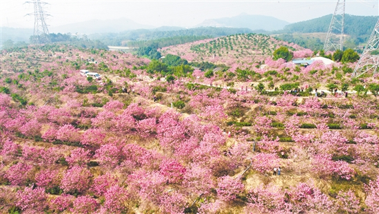 萊蘇（鴻園）山水人家景區(qū)的紫花風(fēng)鈴木迎來最佳觀賞期。