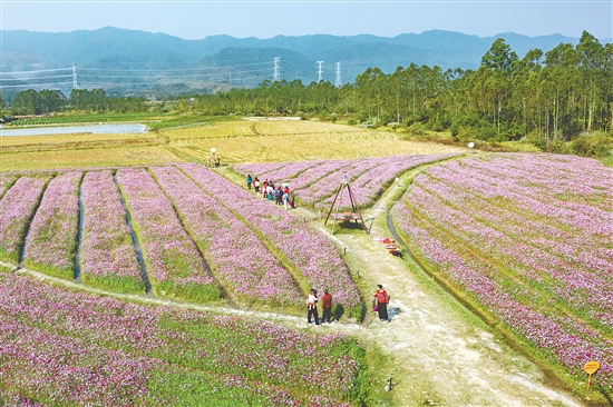 簕菜文化創(chuàng)意園利用周邊田地“休耕期”種植格?；?，建設(shè)景觀花海，吸引眾多游客前來賞花。