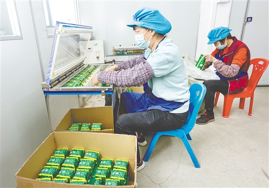 米倉(cāng)村是恩平簕菜這一國(guó)家農(nóng)產(chǎn)品地理標(biāo)志保護(hù)產(chǎn)品的核心產(chǎn)區(qū)。圖為工人在手工制作簕菜茶。