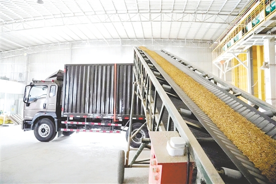 金黃的稻谷通過傳送帶運往糧食烘干處，大大節(jié)省人力。