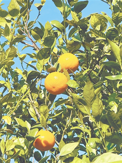 沃柑在陽光下泛著油亮光澤。