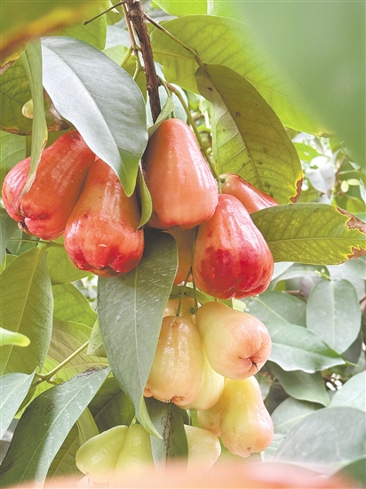 蓮霧紅得透亮。