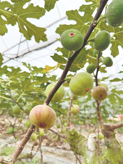 成熟無花果掛滿枝頭。