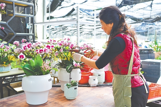 基地負責(zé)人黃彬蓮正忙著搭配年宵花盆栽。