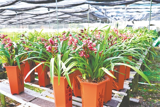 址山鎮(zhèn)蘭花種植基地的蘭花競相綻放。