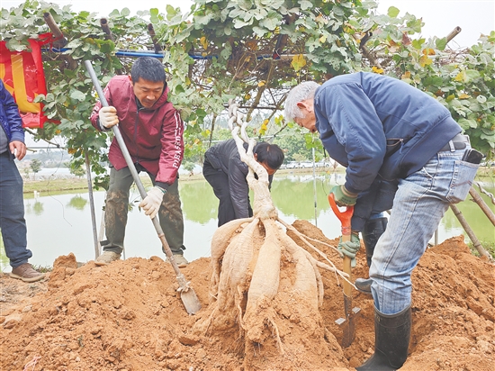 平漢村村民正在挖掘重達42.5公斤的“葛王”。