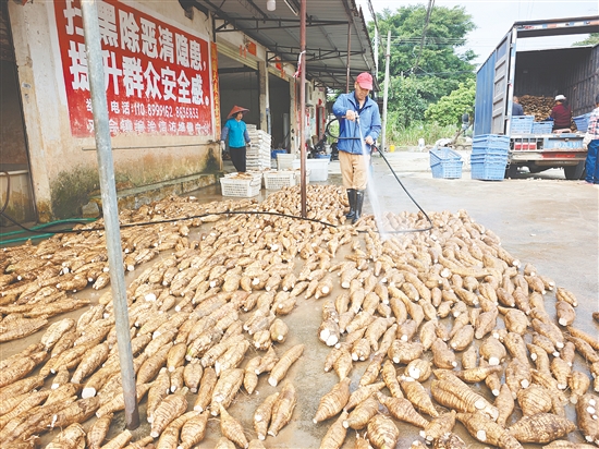在雙合鎮(zhèn)先慶村，村民分工明確，緊密開展“洗葛”作業(yè)。