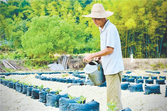 2025年，鶴山市粉葛種植面積為373.33公頃（5600畝），產(chǎn)量約1.15萬噸，年產(chǎn)值約0.71億元。