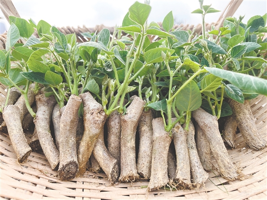 雙合鎮(zhèn)的粉葛種植歷史悠久，全鎮(zhèn)粉葛種植面積達286.67公頃(4300畝)。