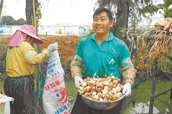 農(nóng)戶剛采收的慈姑圓潤飽滿。