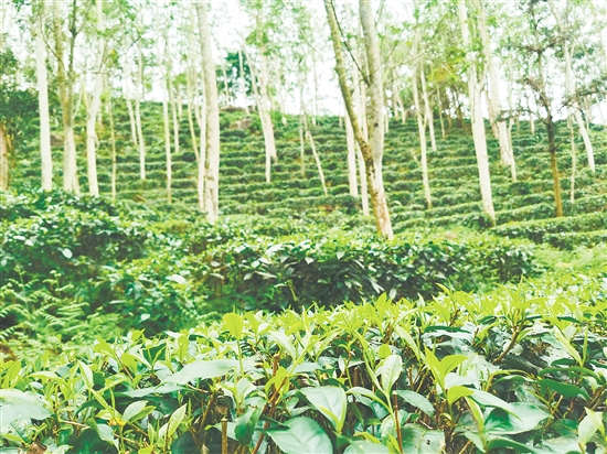 位于七星坑省級自然保護區(qū)的茶場。