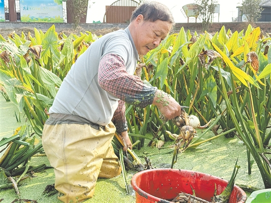 基頭村村前幾片淺水塘綠意盎然，慈姑長勢喜人。