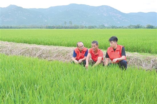 江門人保財(cái)險(xiǎn)農(nóng)險(xiǎn)團(tuán)隊(duì)在“樺加沙”臺(tái)風(fēng)災(zāi)前，陪同農(nóng)戶查看水稻長(zhǎng)勢(shì)。