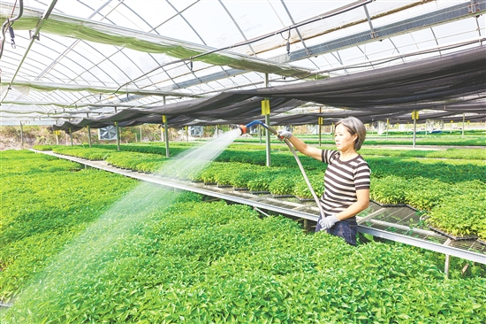 沖蔞鎮(zhèn)深化新型農(nóng)業(yè)經(jīng)營體系改革，發(fā)展新型農(nóng)村集體經(jīng)濟，僑農(nóng)勤耕農(nóng)場南瓜產(chǎn)業(yè)經(jīng)營模式入選全國典型案例。