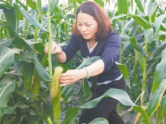 李巧嫻的腳步從未離開過田間地頭。