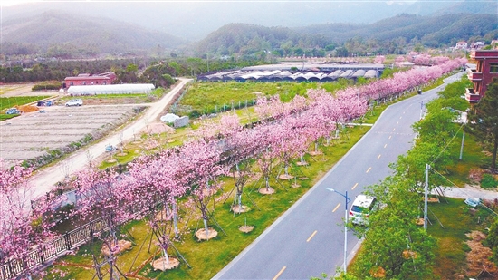 鶴城鎮(zhèn)城西村委會櫻花大道種植近2200多棵櫻花樹。