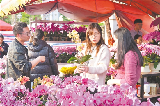 各式年花引來不少市民購買。