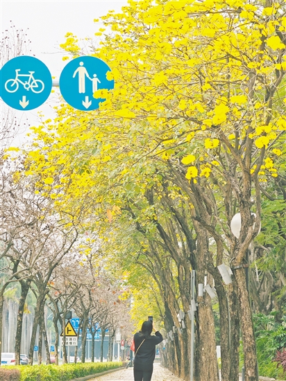 黃花風(fēng)鈴木為江門(mén)繪就了滿(mǎn)城盡帶“黃金甲”的絕美畫(huà)卷。